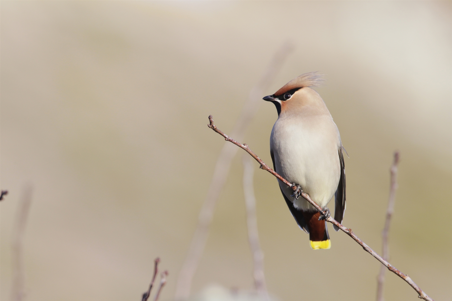 A Waxwing on a thin branch.