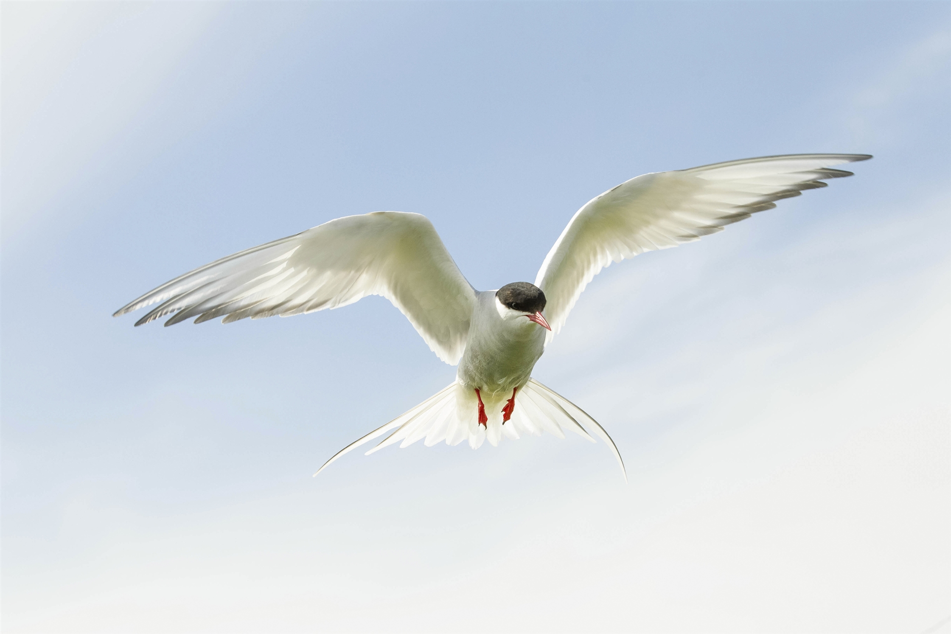 An Arctic Tern with its wings spread wide in flight. It is a white, gull-like bird with a black head and red, pointed beak.
