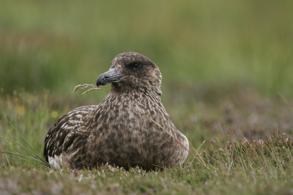 Great skua sitting on heath in Orkney