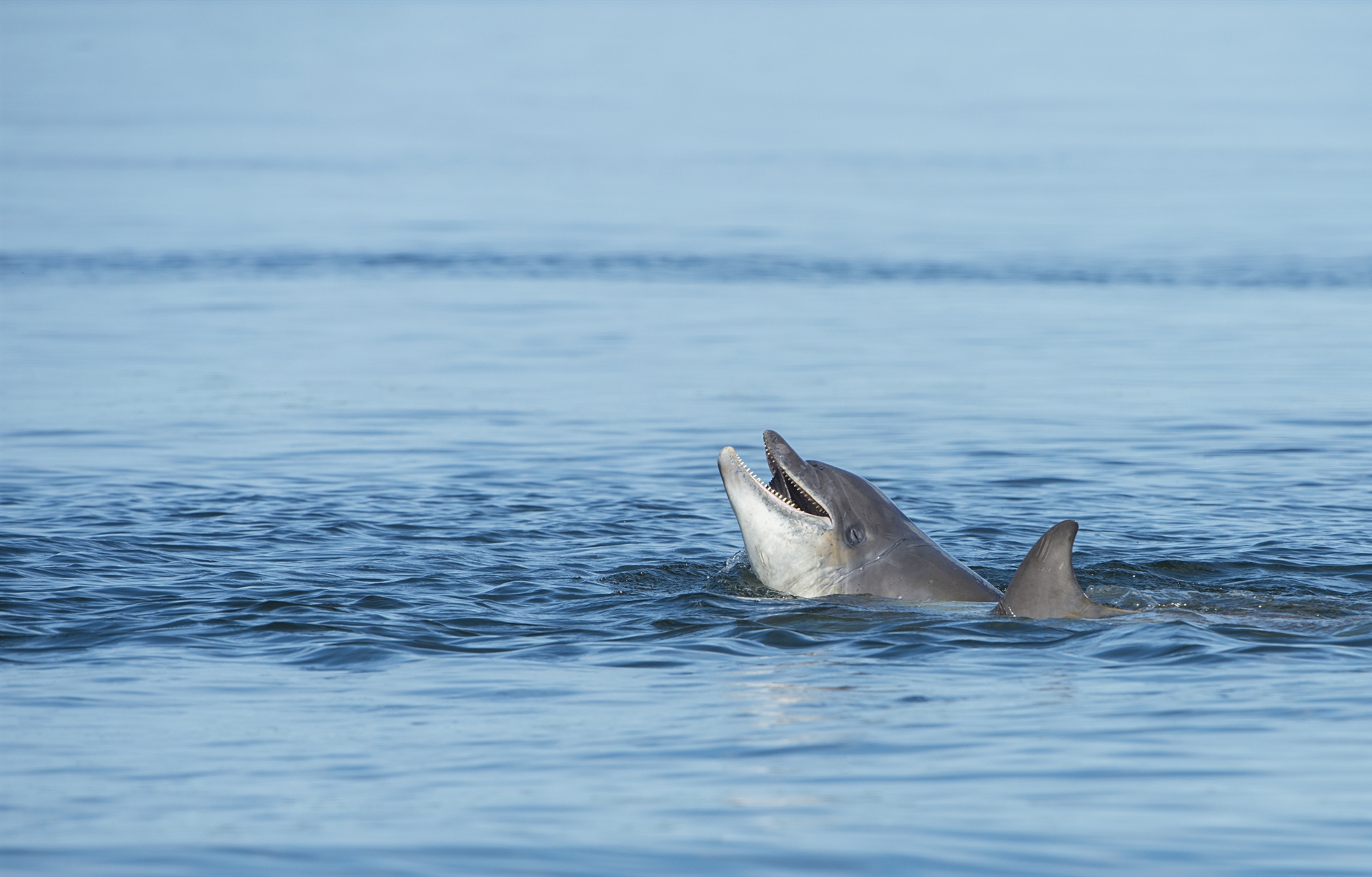 Bottlenose Dolphin leaping out of the water.