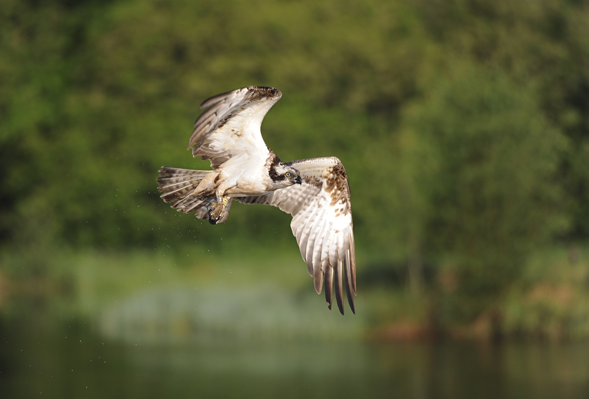 Osprey in flight