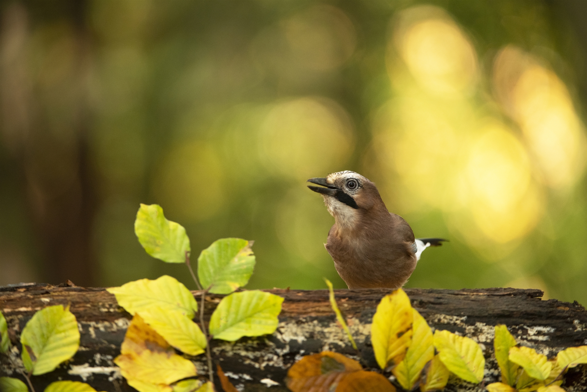 A Jay stanidng on a log surrounded by autumn leaves.