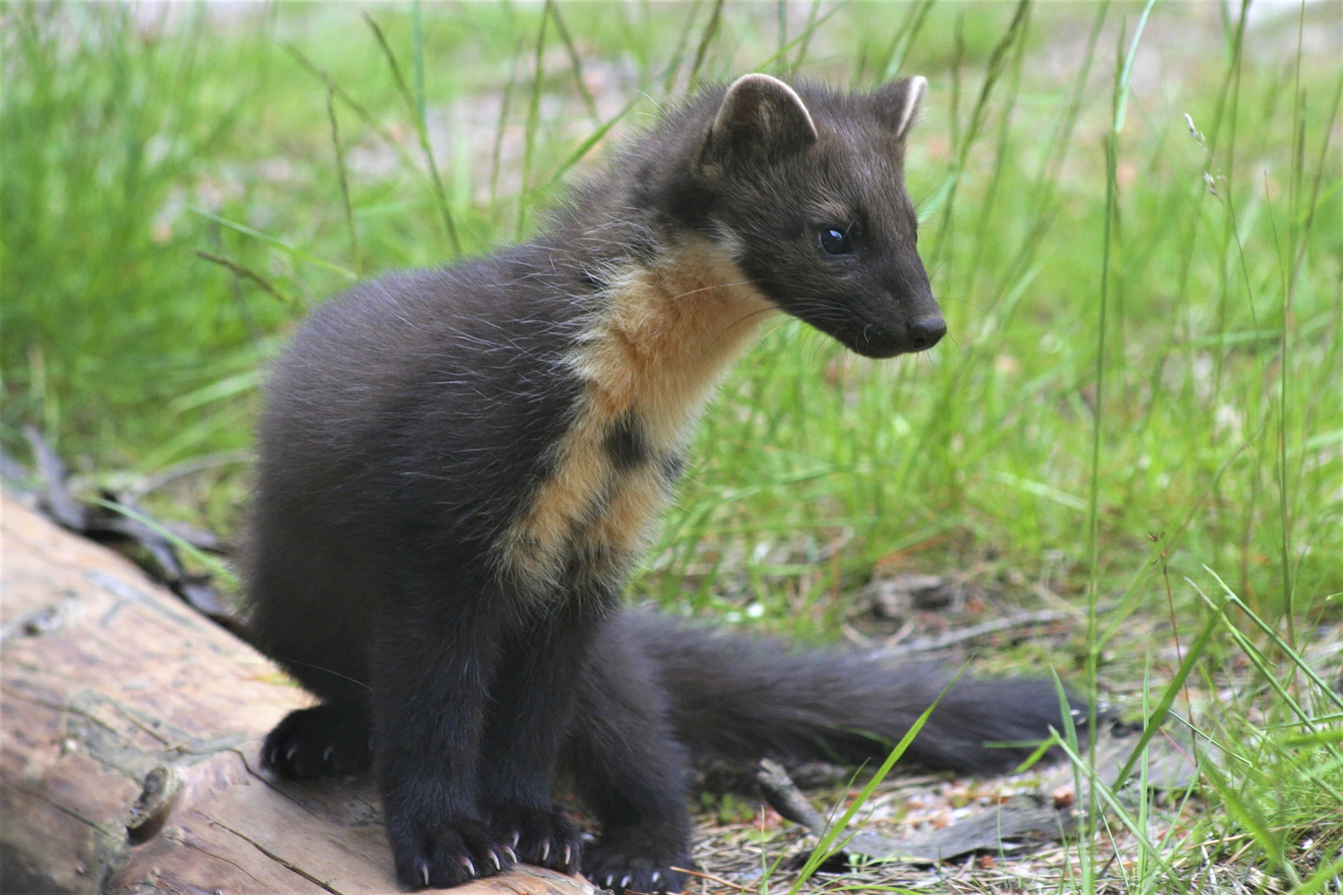 Pine Marten sitting on the ground.