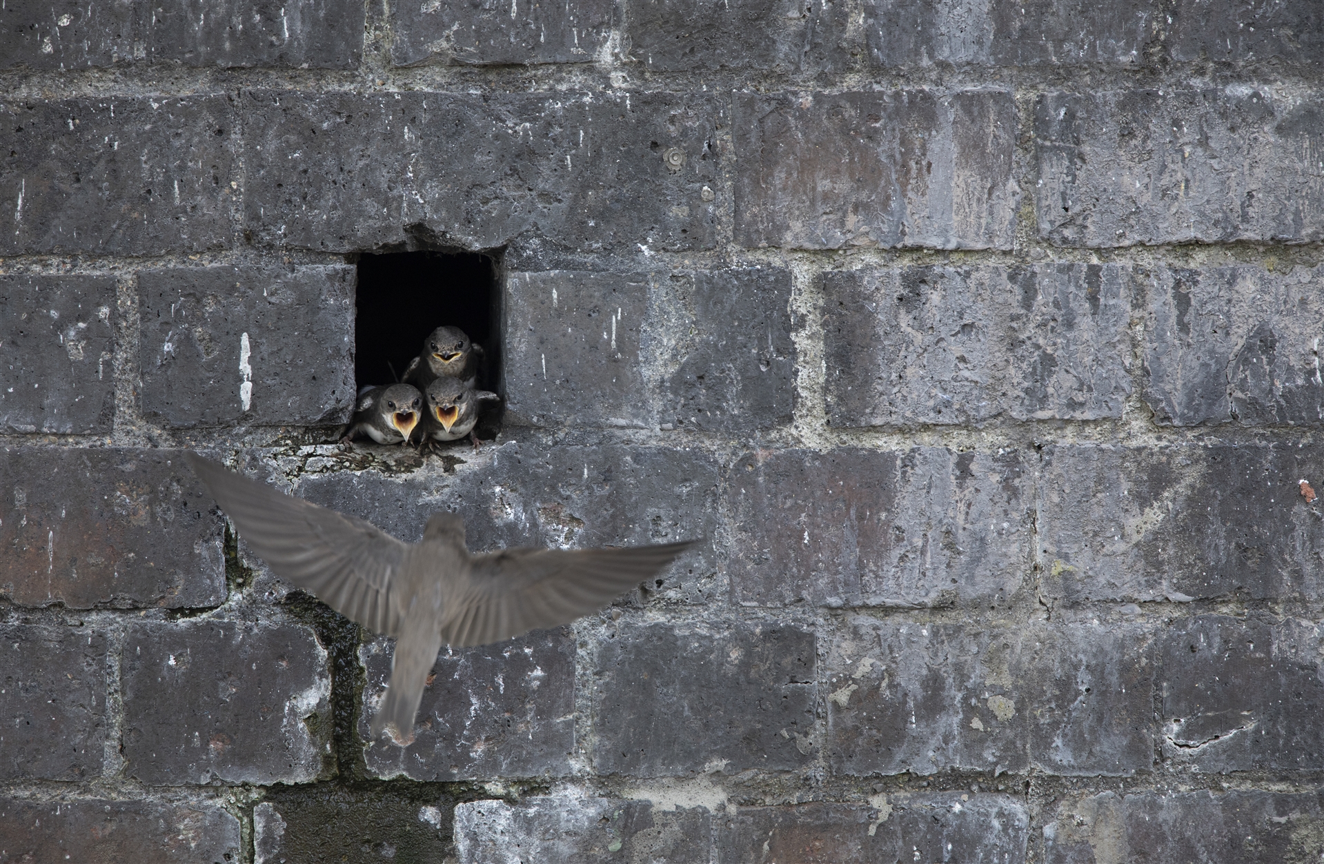 Three yound Sand Martins poking their heads out of a hole in a brick wall with their beaks open. An adult is flying up towards the hole.