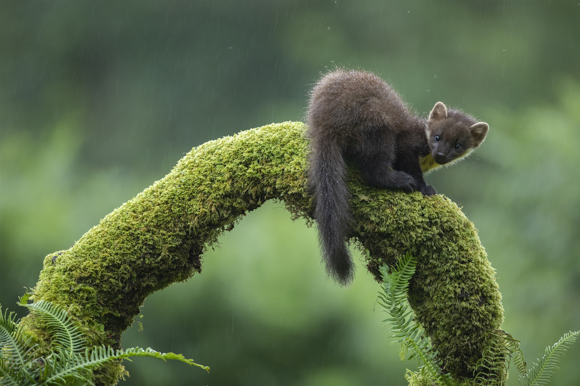 Pine Marten on a mossy log.