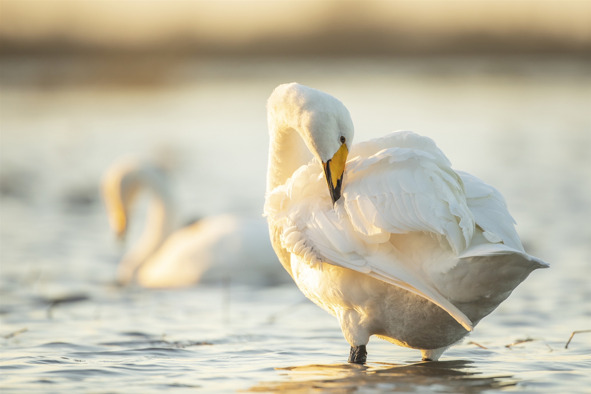 A Whooper Swan in golden light, preening its wings with its beak.