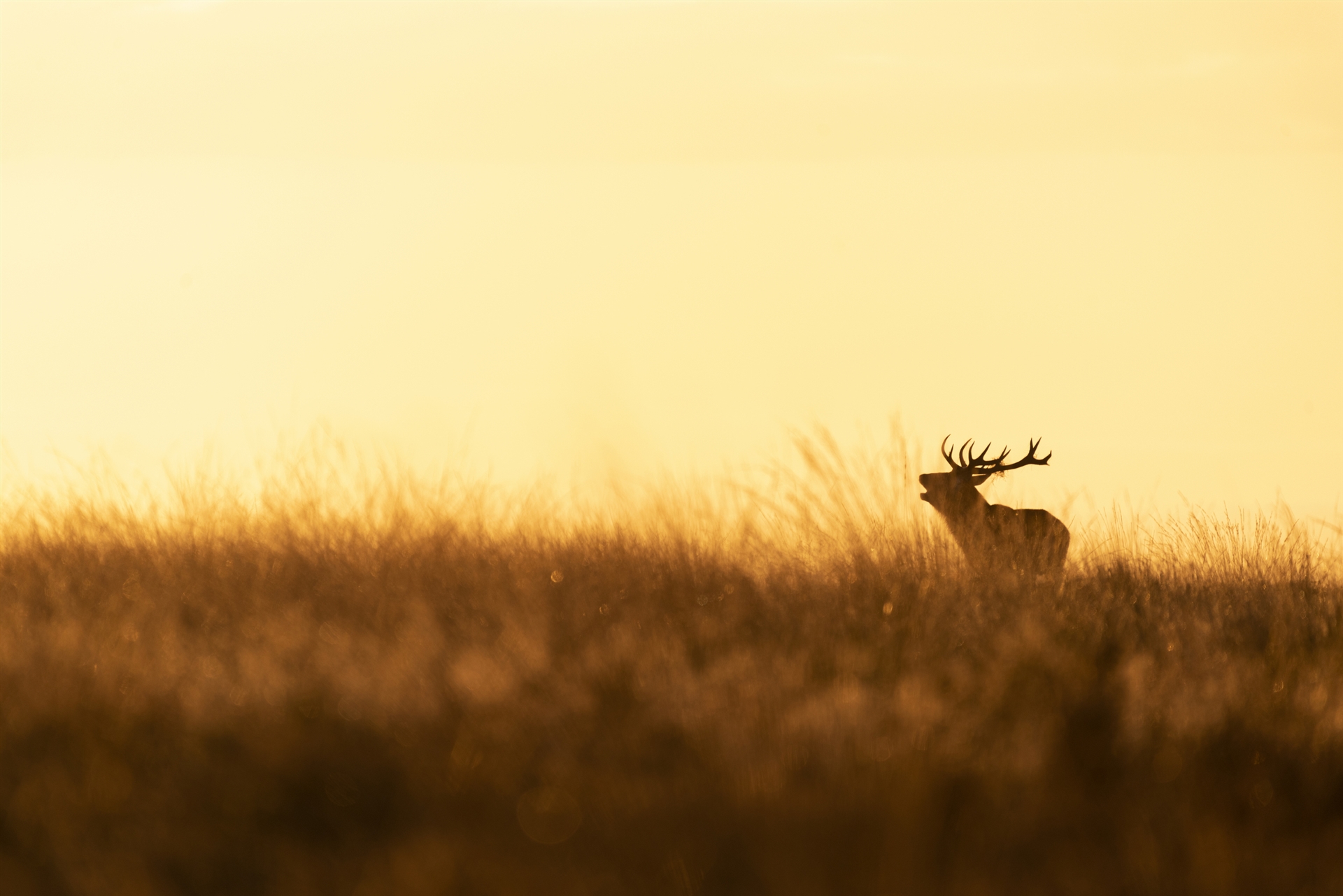 Silhouette of a deer calling in a golden landscape