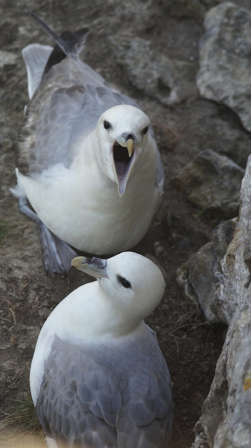 Two Fulmar are perched on a cliff. One is looking at the camera with its mouth wide open.