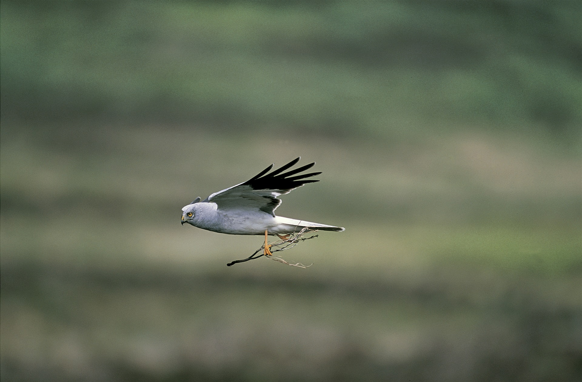 Male hen harrier in flight holding twig. Credit: Andy Hay