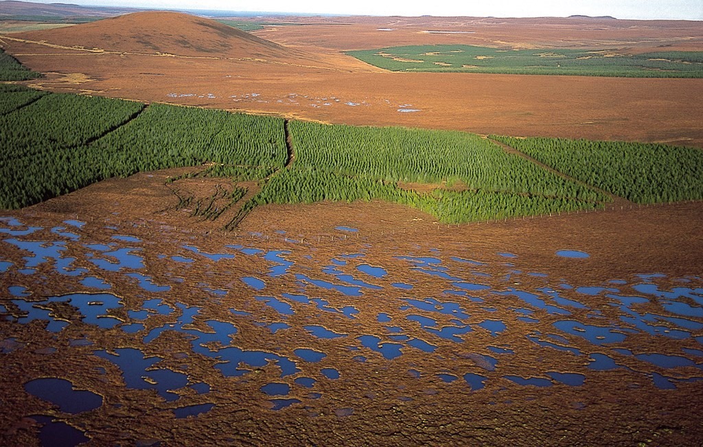 An aerial view of RSPB Forsinard Flows, showing expansive blanket bog separated by conifer tree plantations.