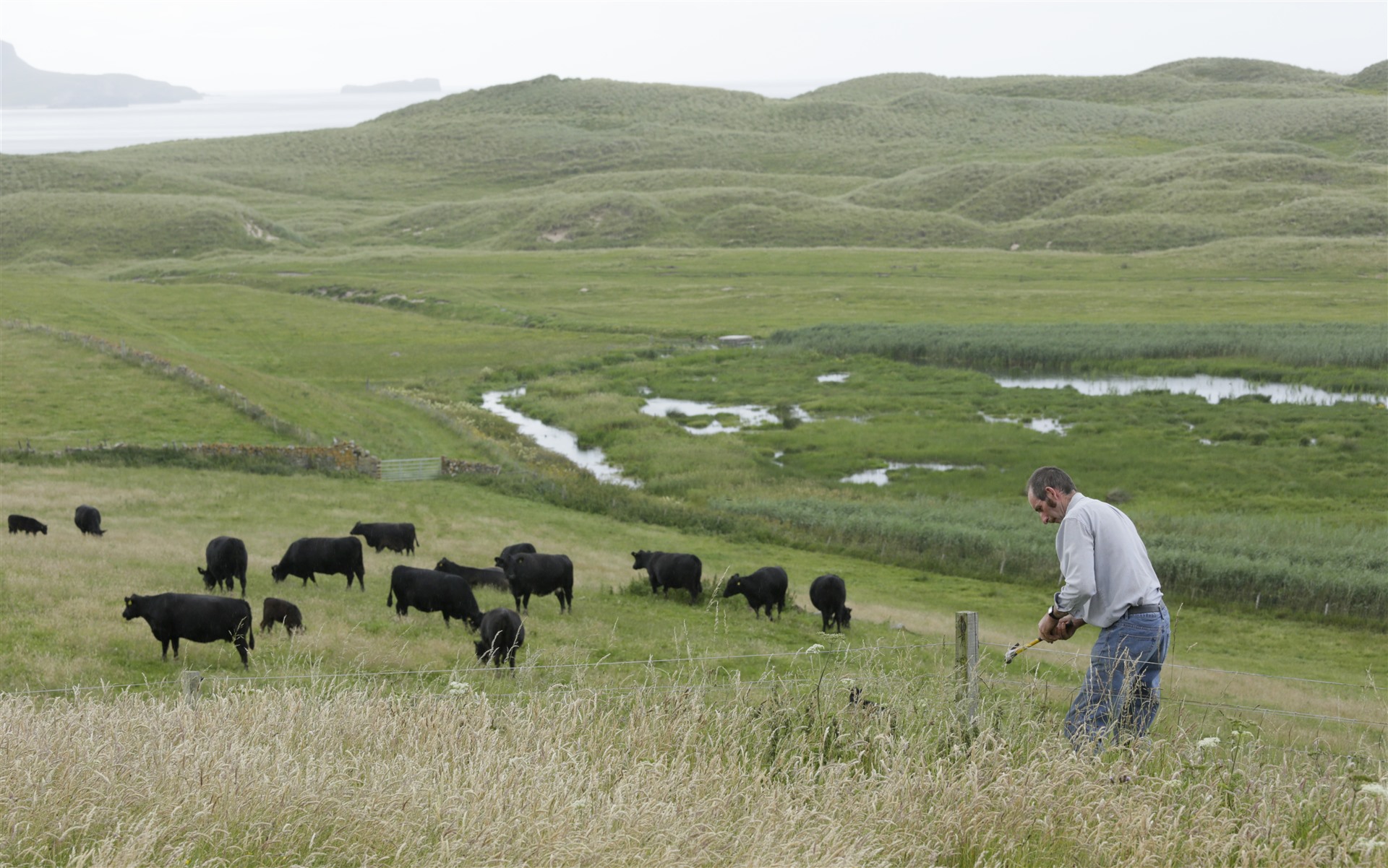 A farmer is repairing a fence in a field full of cattle. There are hills and grasslands in the background.