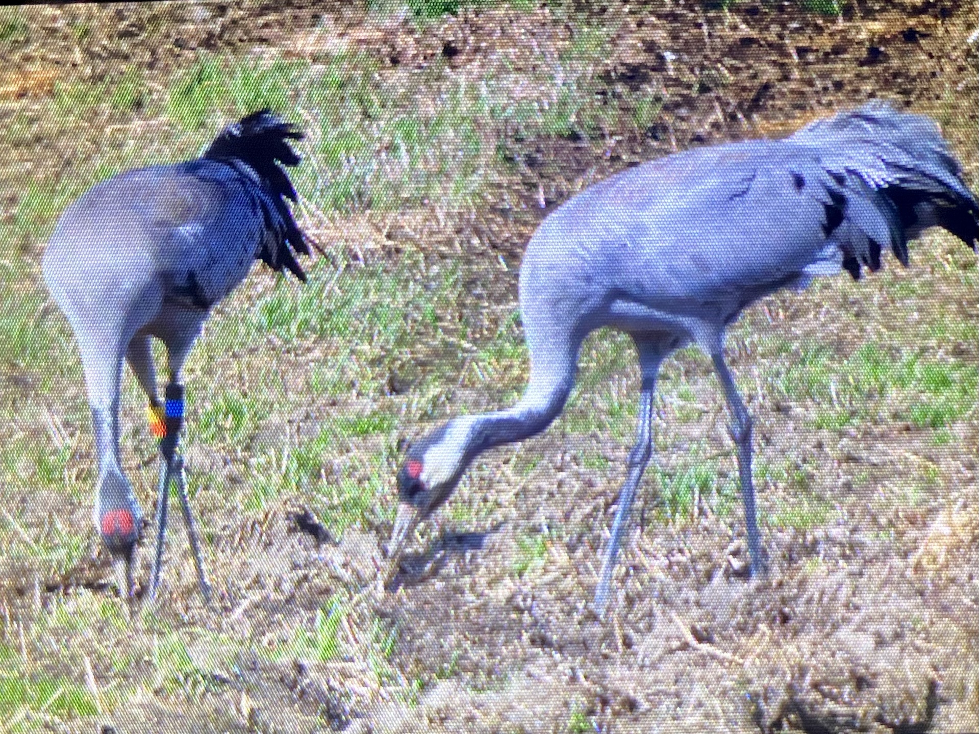 Two Cranes are feeding in a grassy field. They are tall, grey, long-legged birds with black faces and a red mark on their heads. The bird on the left has coloured rings on its legs.