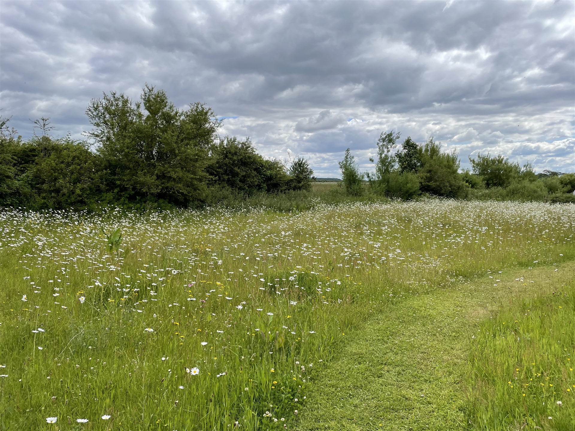 A wildflower meadow with trees along its verge and a path cut through the middle. It is full of Oxeye Daisies and other wildflowers.