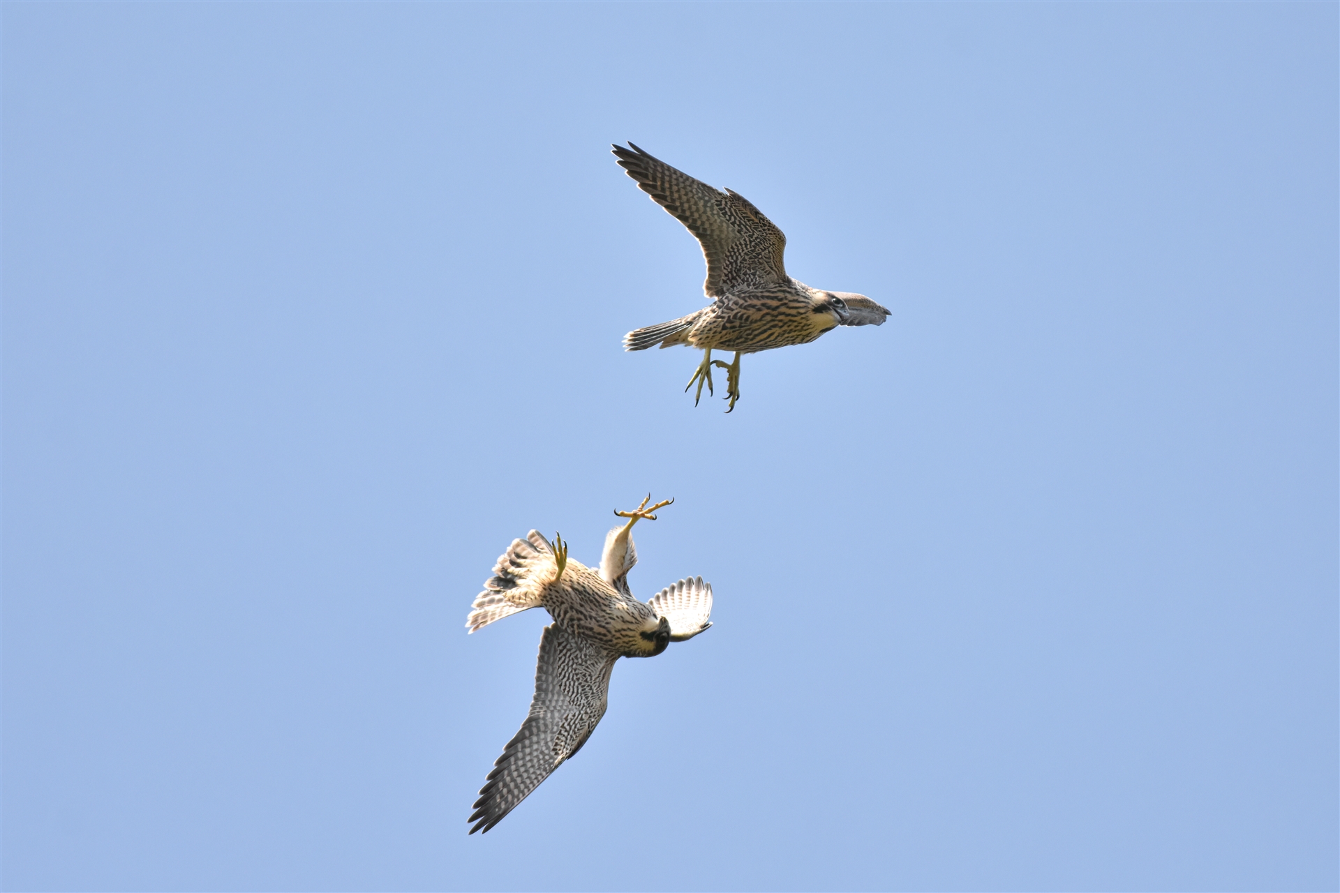 Two Peregrine Falcons in flight.