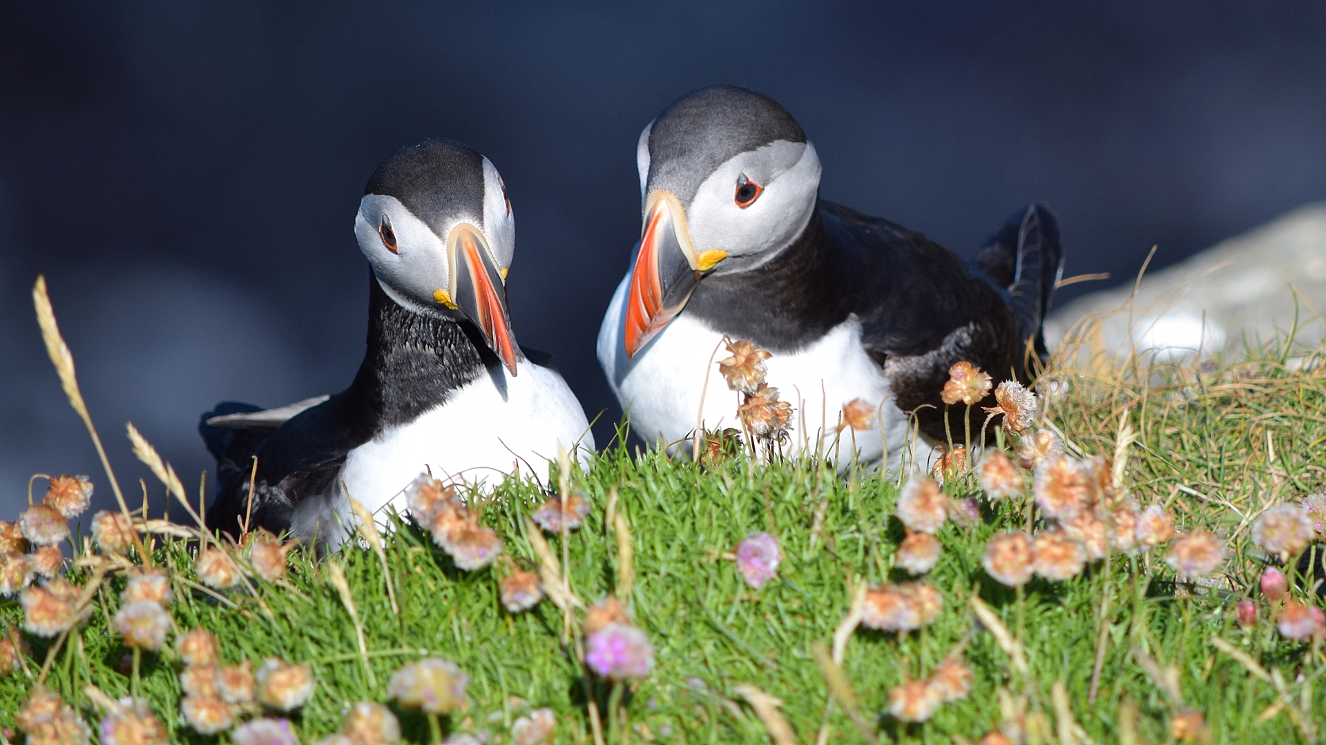 Two Puffins sitting in grass.