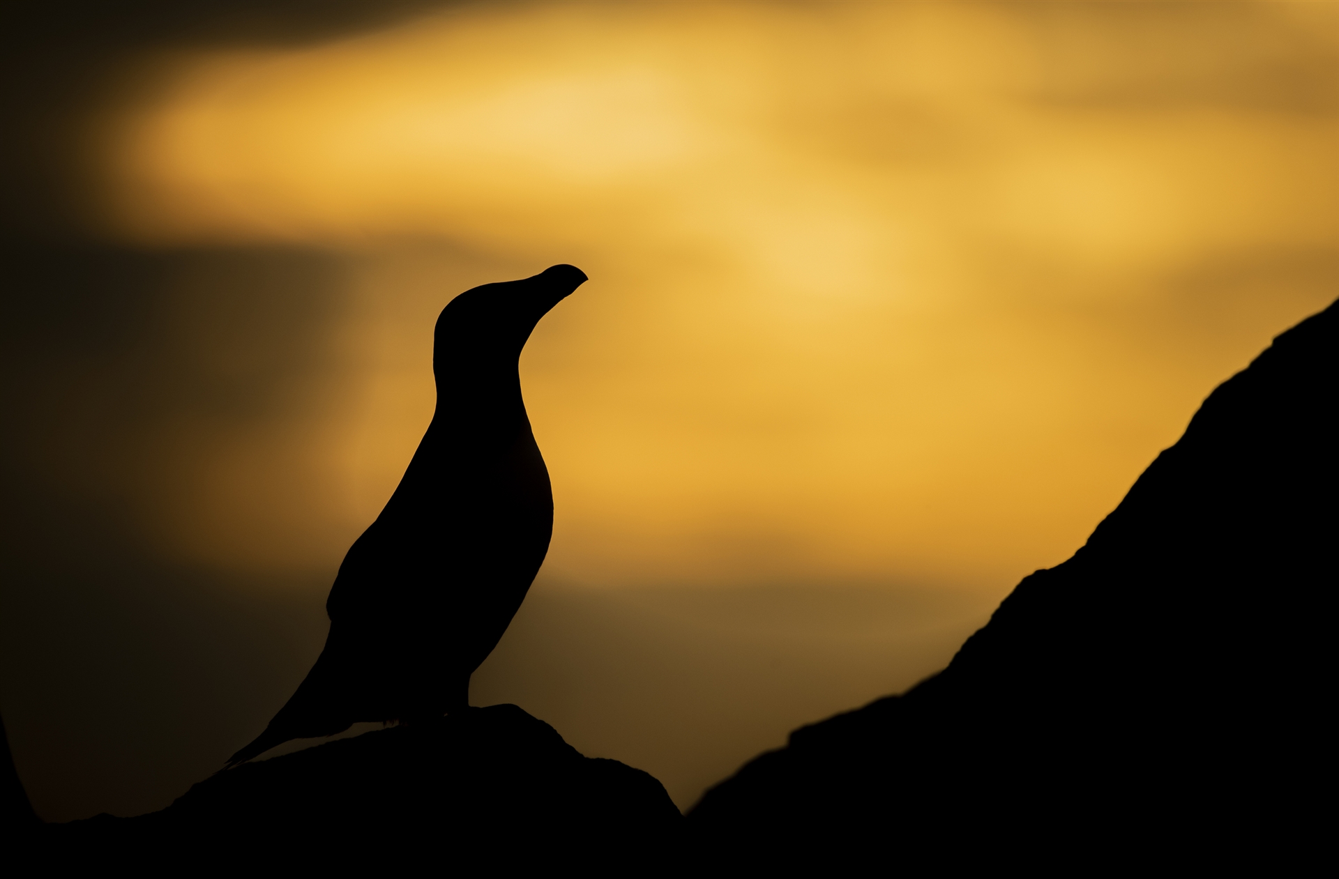 A silhouette of a Razorbill standing on a cliff against a deep, orange sunset.