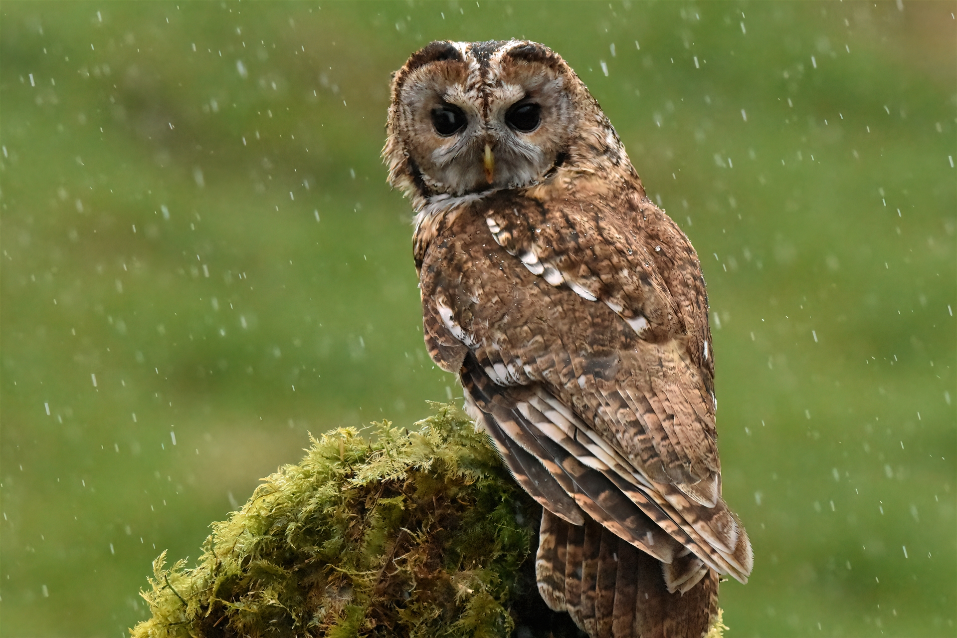 A Tawny Owl in rain, looking towards the camera.