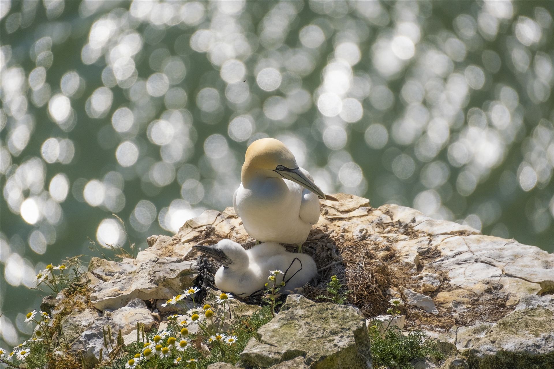 A Gannet and chick on a nest on a cliff.