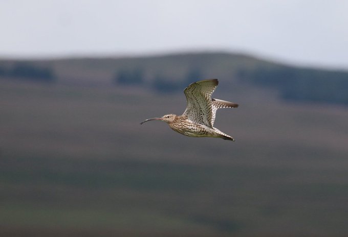A Curlew in flight. It is a large, brown-grey wading bird with a long, curved beak.