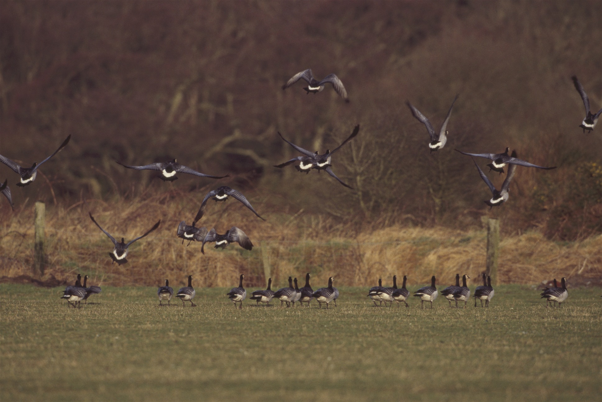 Barnacle Geese at Mersehead nature reserve.