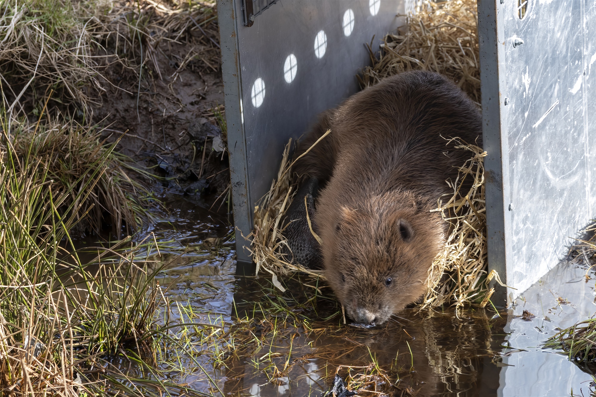 A Beaver poking its face out of the large metal crate.