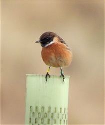 Stonechat, by Adam Moan