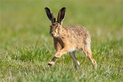 Hare leaping by Jake Stephen