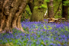 Bluebells in woodland - by Michael Harvey