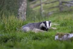 Badgers at Haweswater - Michael Harvey