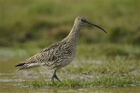 Curlew by Ben Andrew rspb-images.com