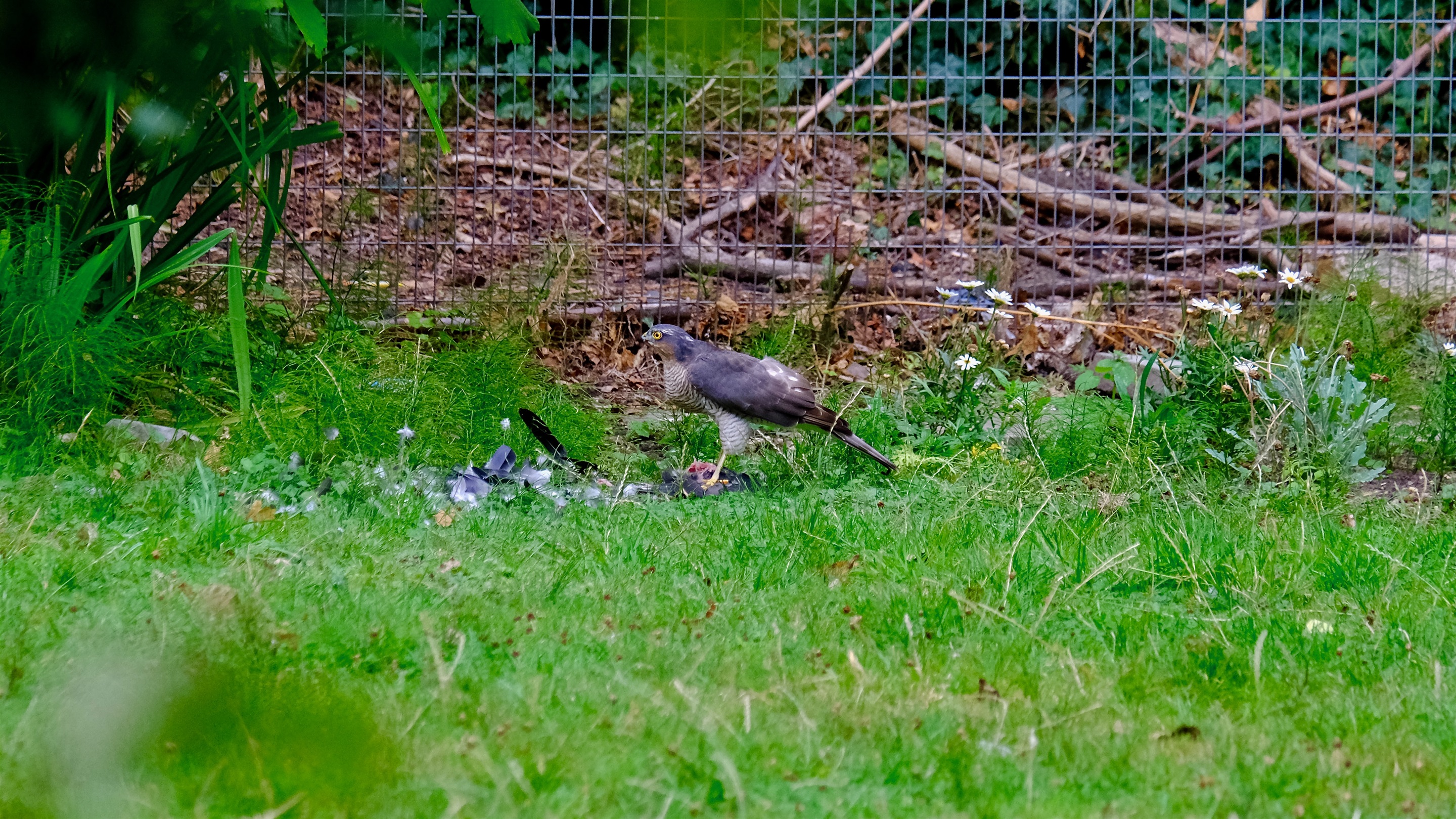 Sparrowhawk in garden