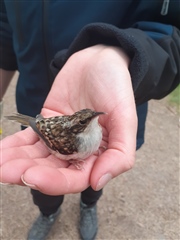 Treecreeper rests in the palm of a hand