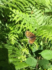 Heath fritillary butterfly at RSPB Blean Woods