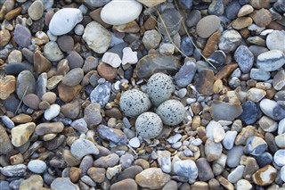 Ringed plover eggs on shingle beach 