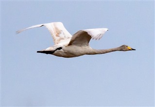 Whooper swan, Lance Fisher