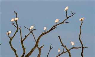 Little egrets roosting in a dead tree 