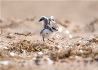 Ringed plover chick
