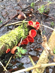 Scarlet elf cup fungi, Lucy Ferrer