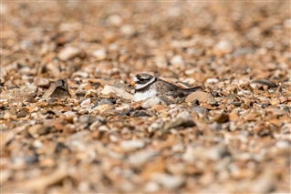 Nesting ringed plover. Image credit Phill Gwilliam.