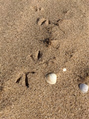 Ringed plover footprints in the sand