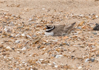 Incubating ringed plover on beach