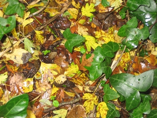 Hawthorn Leaves