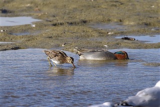 Snipe and Teal