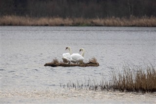 Mute swans on biohaven (David Palmar)