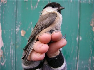 Willow tit perched on a gloved hand