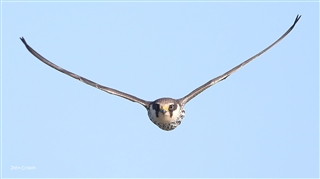 Hobby (falcon) flying directly towards the camera with wings raised. The background is a blue sky.