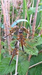Four four-spot chasers cling to a reed stem