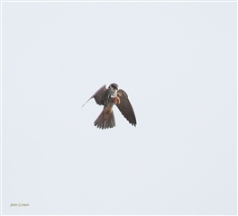 Hobby catching an insect in its talons