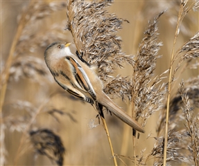 female bearded tit clinging to a reed
