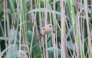 Young Bearded Tit straddling two reed stems